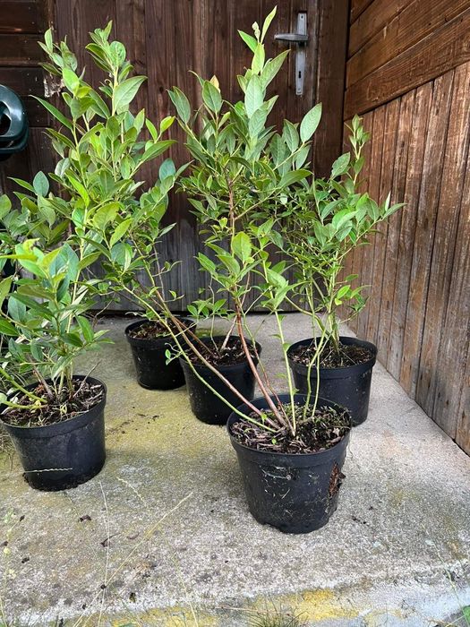 3 letnie drzewka borówka amerykańska bonus