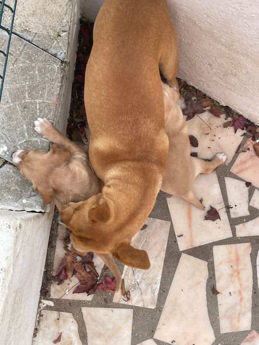 Doam-se macho e fêmea bebés