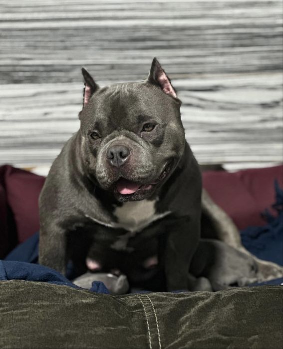 Амбулі , буллі .