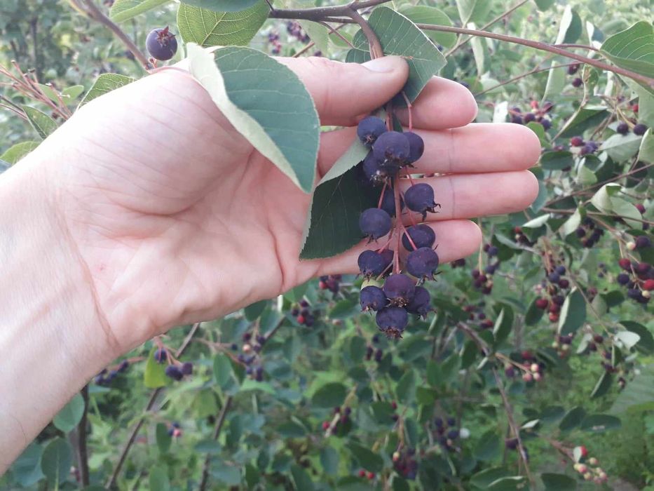 Саджанці плодових і декоративних