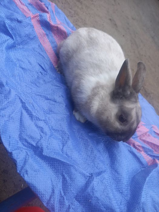 Króliki po miniaturze. Średnie