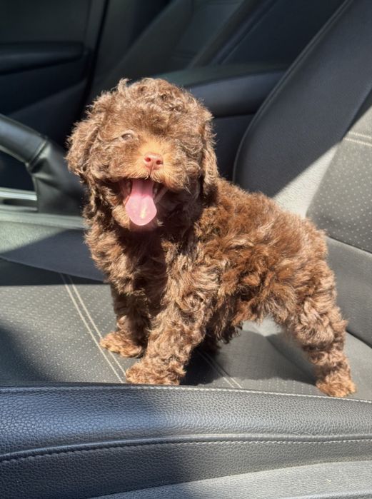 Той пудель девочка