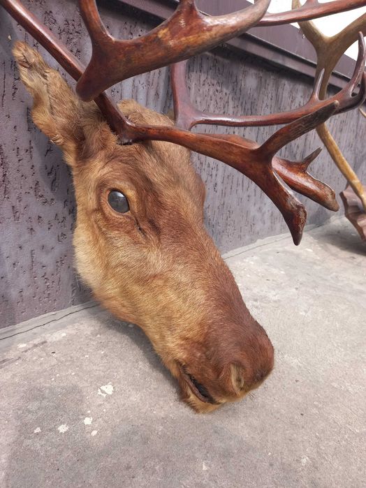 Продам шикарну голову оленя
