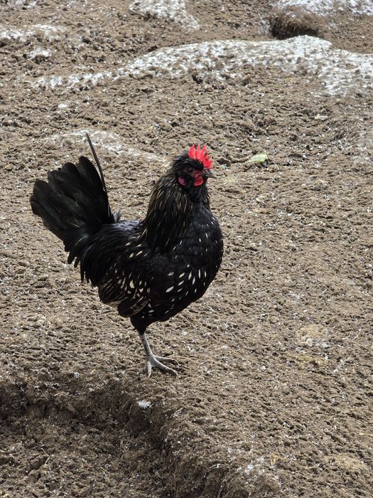 Kogutki ozdobne, dwa karzełki