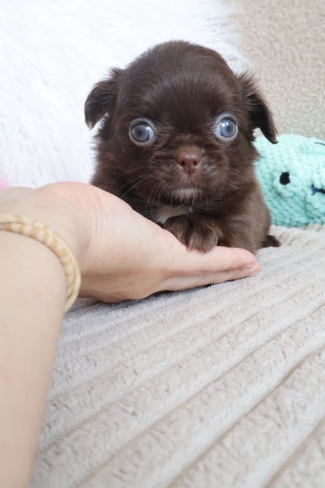 Chihuahua  Mini. Menina de pēlo longo de olhos Verdes . Cabeça maçã perfeita!