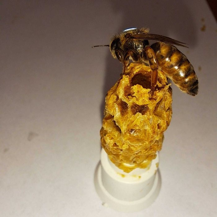 Matki pszczele 25 zł