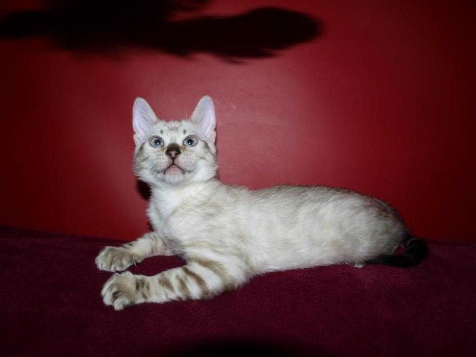 Распродажа. Девочка снежного окраса. Документы. Доставка.