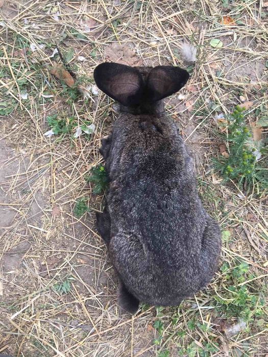 Продам недорого кролі порноди ПАНОН ТА ФЛАНДАР