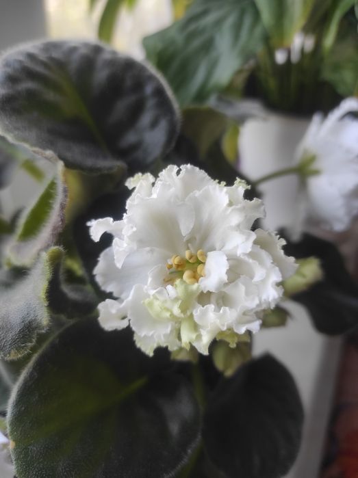 Продам фиалку 