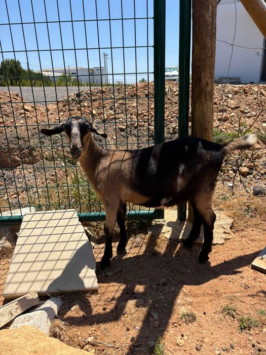 Cabras e cabritos