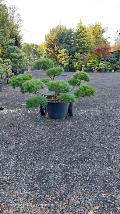 Bonsai, niwaki,  Iglaki Formowane JEŁOWA