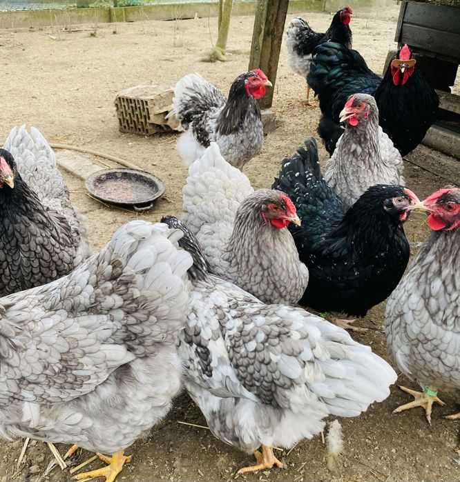 Jajka lęgowe ayam cemani, wyandotte, bojowiec malajski