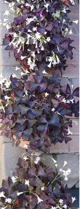 Koniczynka szczęścia fioletowa szczawik trójkątny cebulki