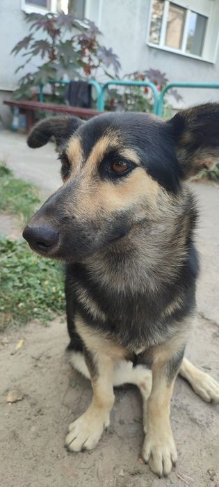 Молода дівчина шукає дім та родину