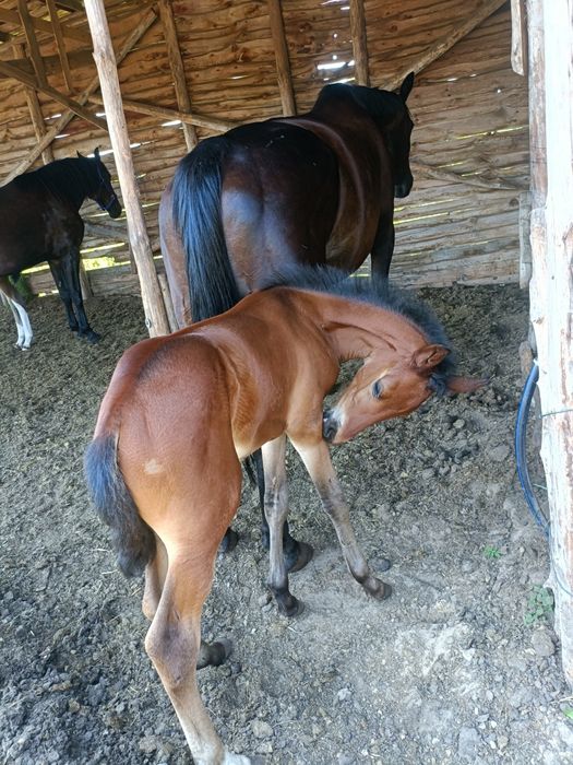 Koński obornik oddam