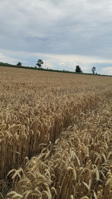 Sprzedam pszenicę rok po centrali