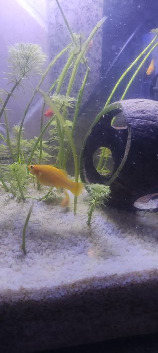 Troco peixes Molly por guppys