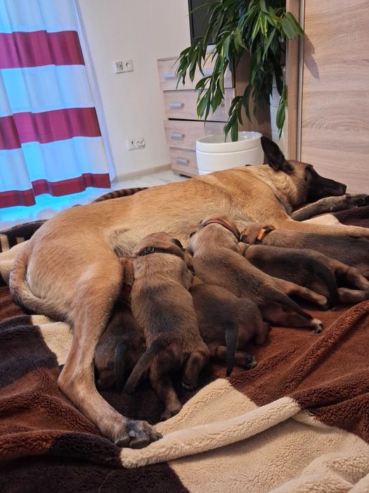 Owczarek Belgijski Malinois