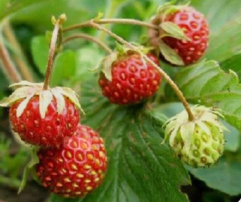 Саджанці полуниці лісової