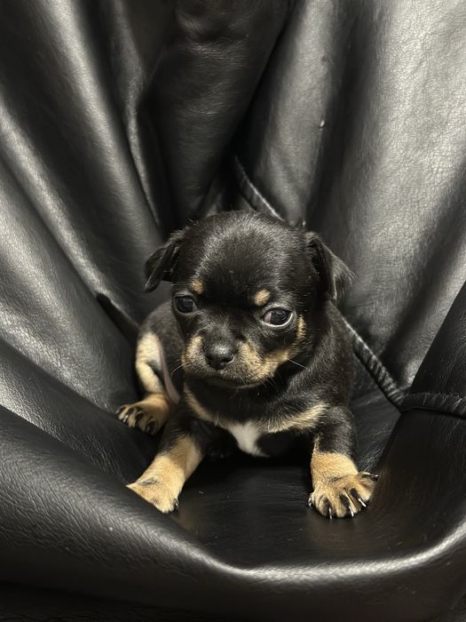 Продам,чіхуахуа .