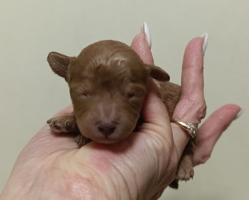 Той пудельки на бронювання