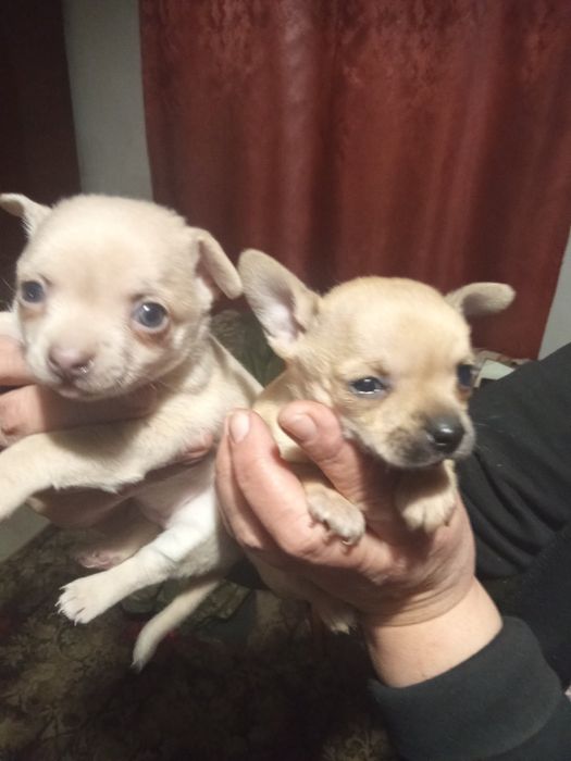 Гарненькі дівчатка