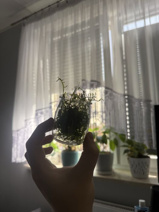 Mech akwariowy java moss 50ML