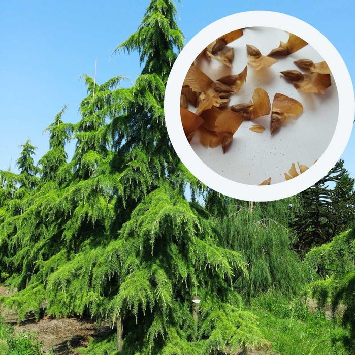 Кедр насіння 10 видів сосна кедрова семена є безкоштовна доставка