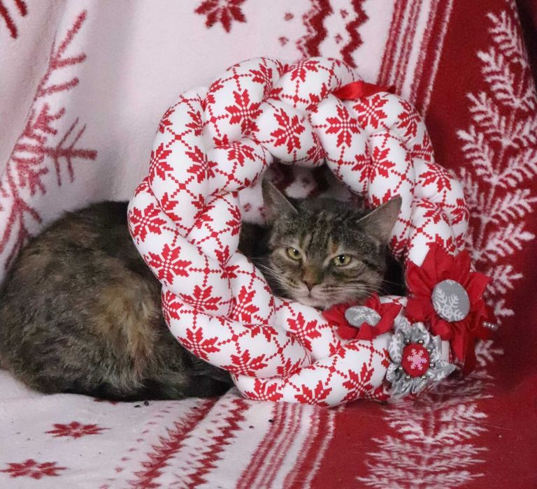 Chilli – delikatna, kochana kotka szuka spokojnego domu