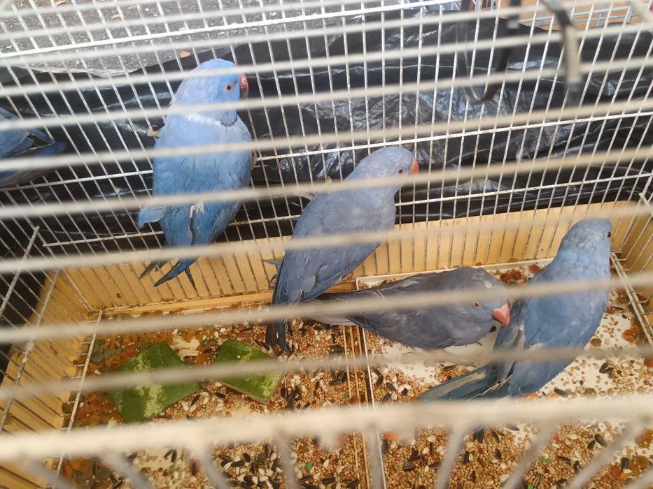 Vendo ring neck azul violeta