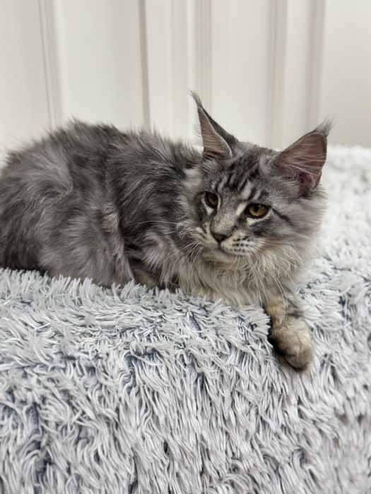 Мейн Кун - серебристый котенок с кисточками