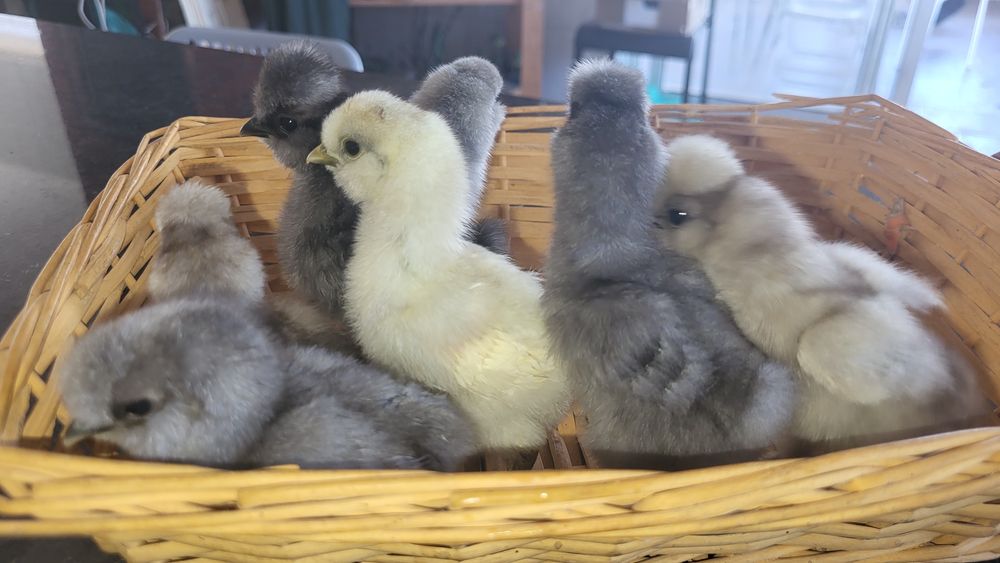 Sedosas do japao,  silkies