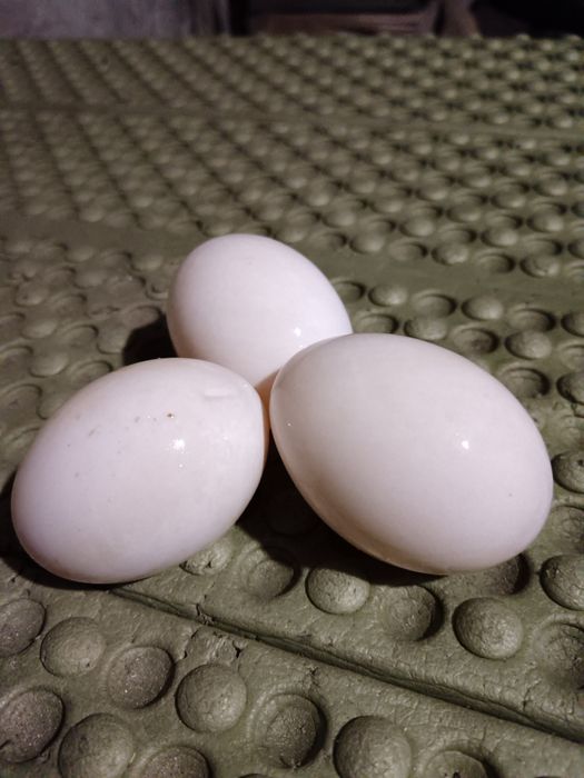 jajka lęgowe kaczek staropolskich