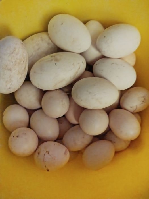 Продам інкубаційні гусячі качині яйця