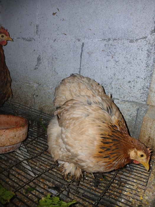 Ovos  de pekins para incubação
