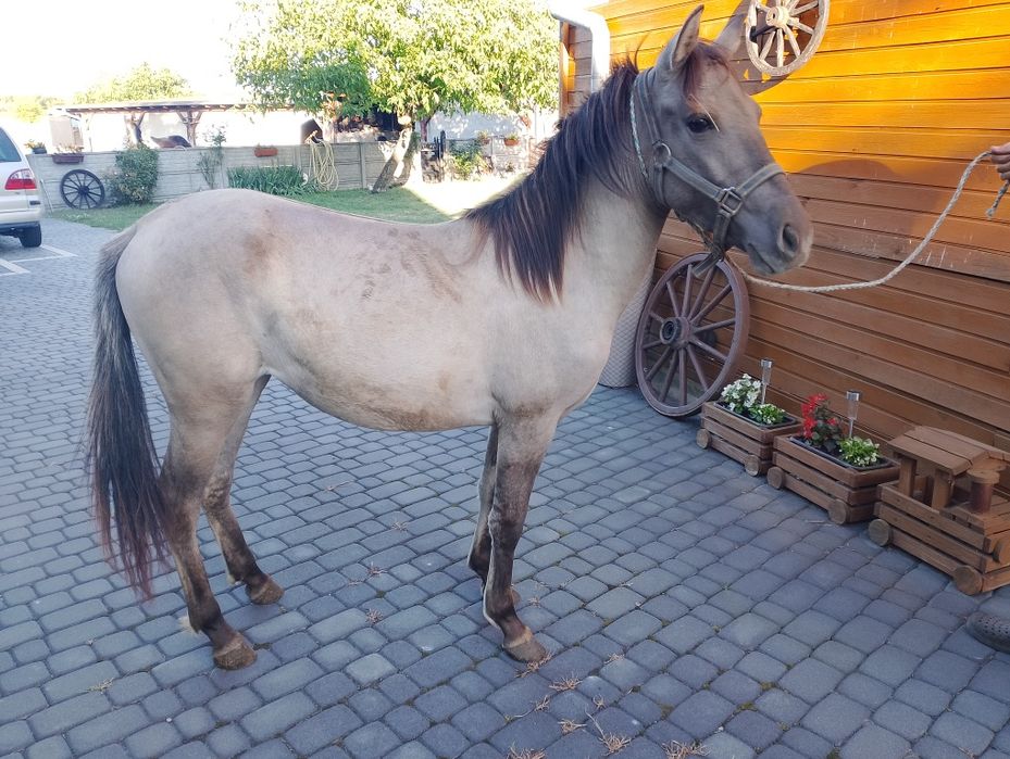 Klaczke konika polskiego sprzedam