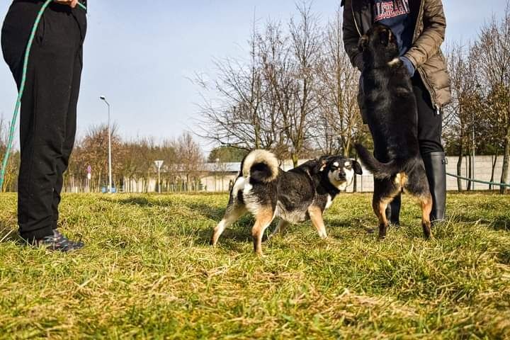 W schronisku jest od 2017 roku... Kiedy znajdziemy jej Dom?