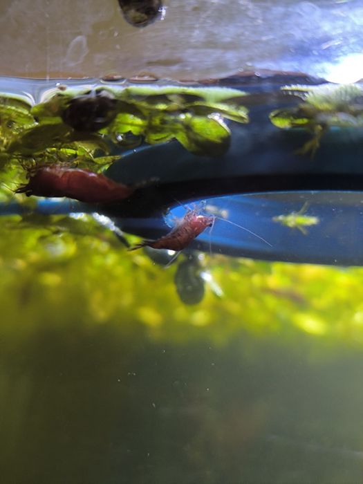 Camarões Red Cherry Neocaridina — Fortes, Saudáveis e de Cor Viva!