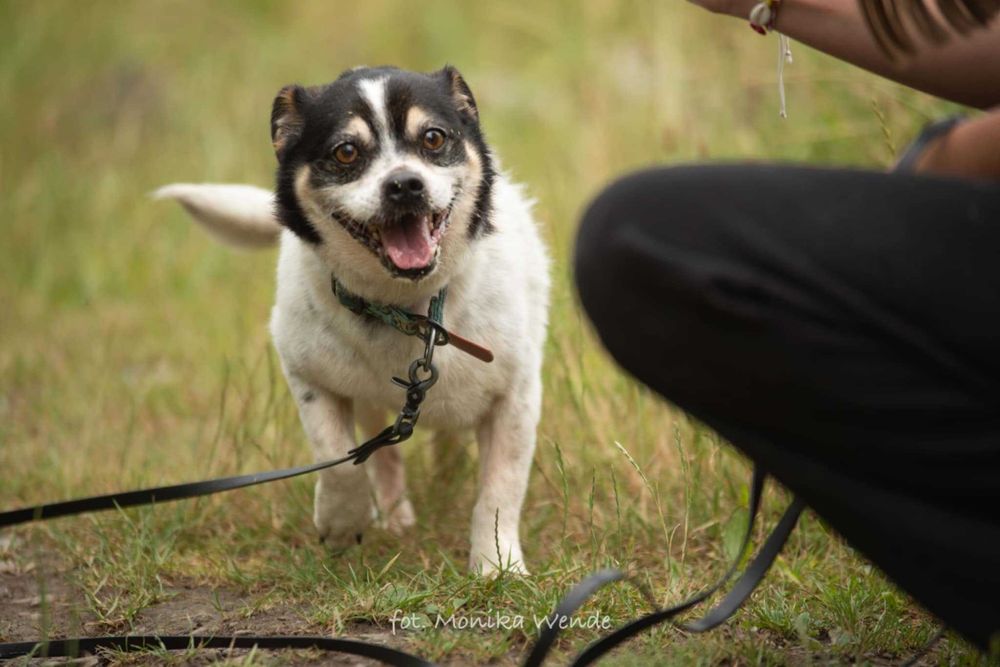 Bobik szuka swojego człowieka