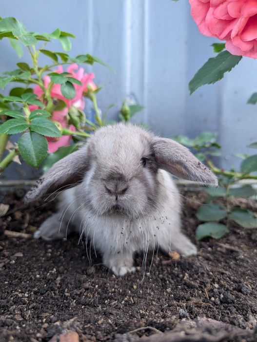 Mini lop , baranek miniaturka, metryka
