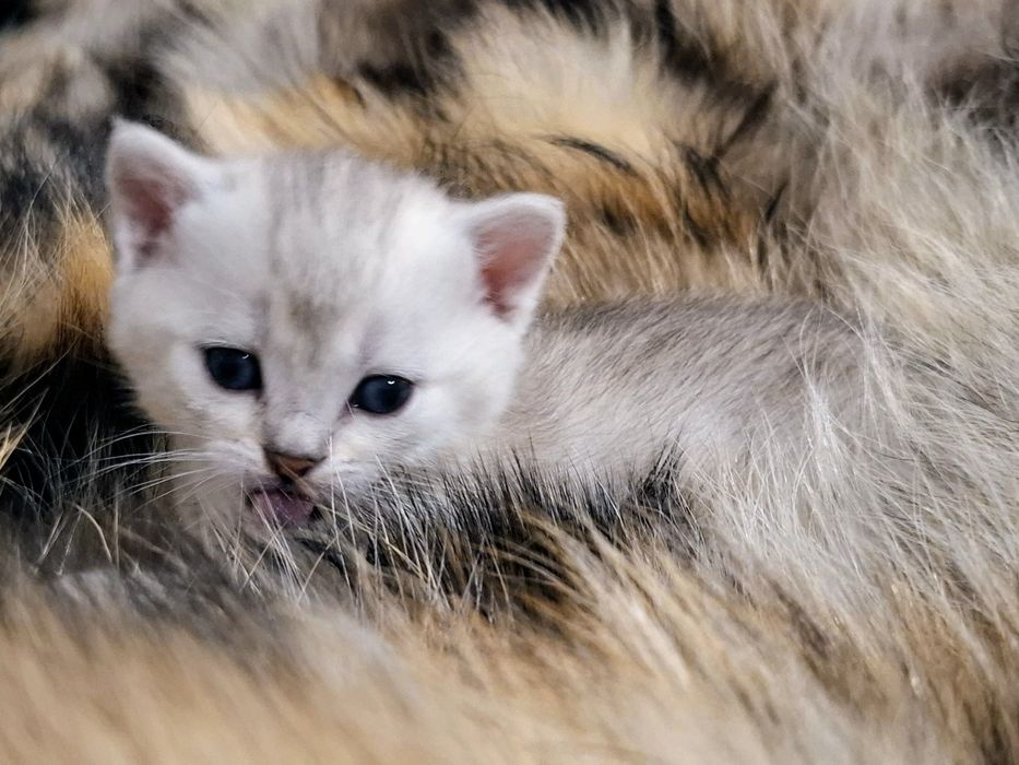 Cudowne Kocie Maleństwa Szkockie Szynszyle