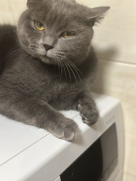 Віддам хорошу кицю в добрі руки