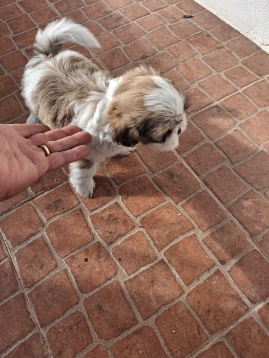 Shih tzu ( fêmea)