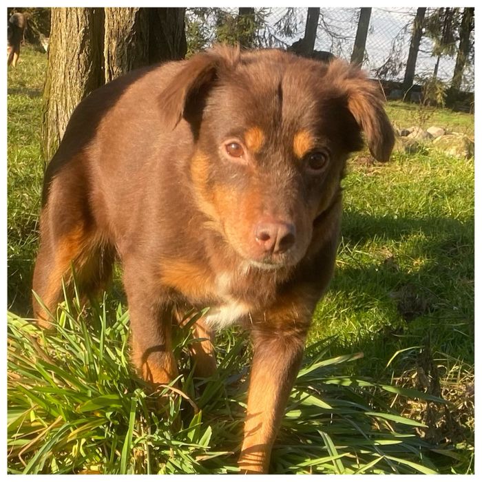 Choko - do adopcji sunia - czekoladowa piękność