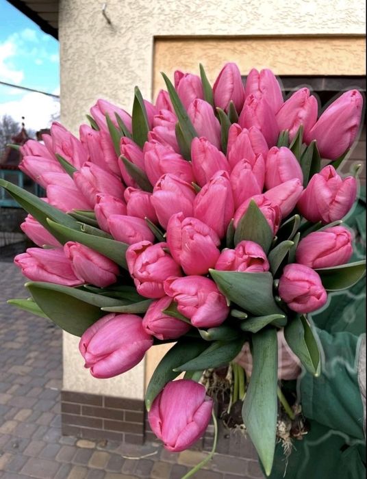 Тюльпан до 14 лютого та 8 березня