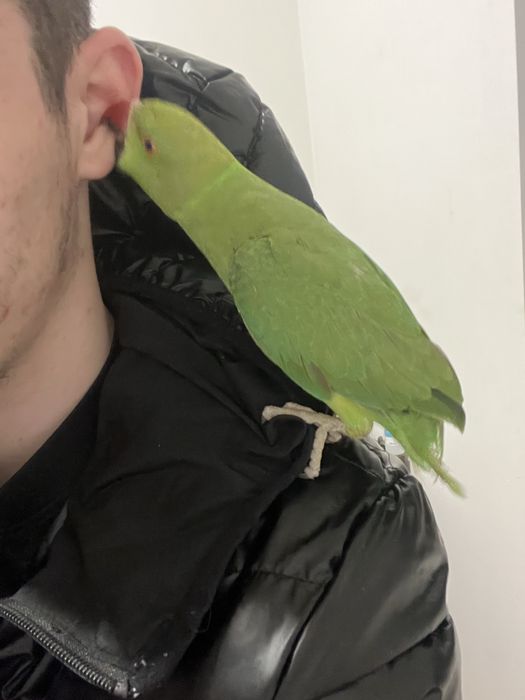 Ring neck domesticado