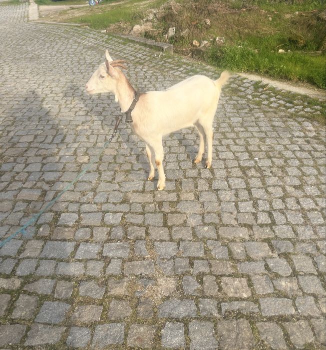 Cabra crusada sannen