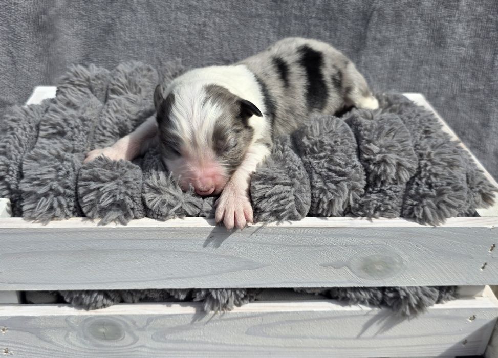 Piesek border collie biało-czarny/ blue merle