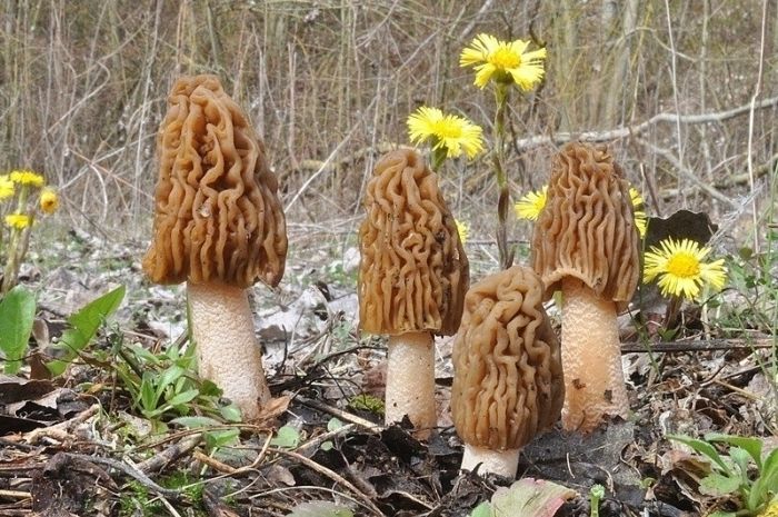 Сморчки зморшки сушені гриби Morchella conica сморчок, грибы сушеные