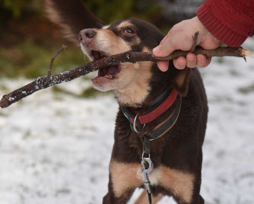 Mijają kolejne lata samotności tej kochanej psinki..